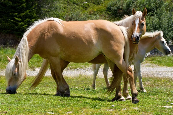 Dél Tirol Vagy Alto Adige Egy Tartomány Északkelet Olaszországban — Stock Fotó