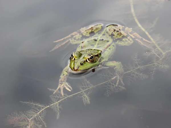 Yeşil Yenilebilir Kurbağa Avrupa Kurbağası Yaygın Kurbağası — Stok fotoğraf