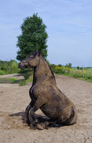 Horse Paddock Sandmann — Stock Photo, Image