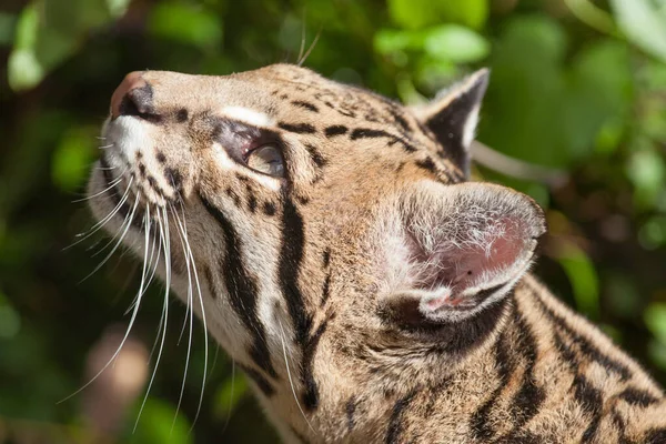 Animali Giovani Attenzione Selettiva — Foto Stock