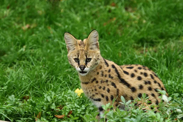 Jungtiere Selektiver Fokus — Stockfoto