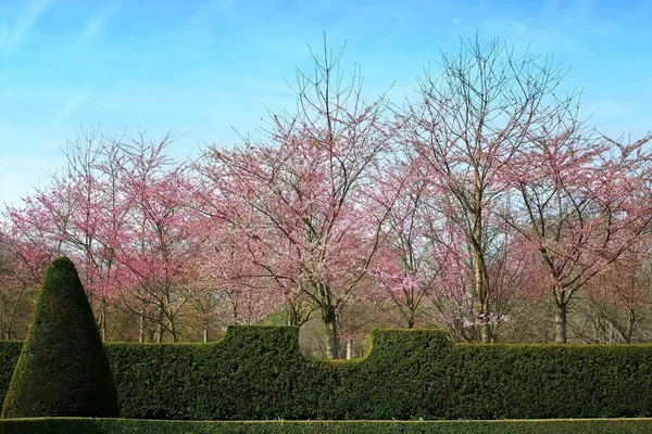 Ağaçta Çiçek Açan Bahar Çiçekleri — Stok fotoğraf