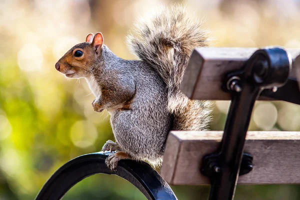 Eichhörnchen Auf Bank Park — Stockfoto