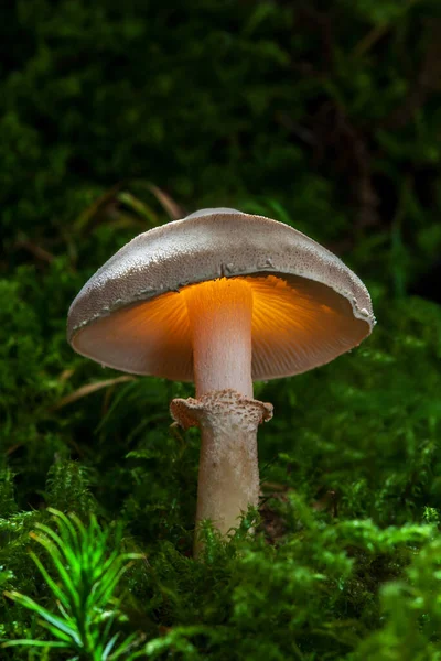 Champignons Met Een Verschil — Stockfoto