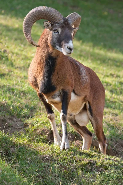 Mouflon Ram Ovis Aries — Stockfoto
