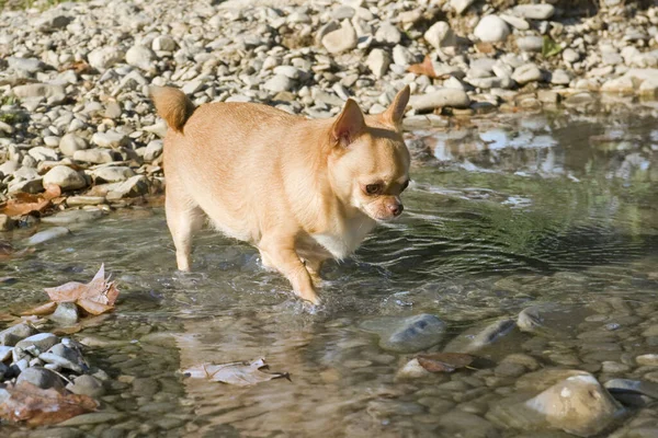 Ritratto Simpatico Fatchihuahua Razza Pura Nel Fiume — Foto Stock