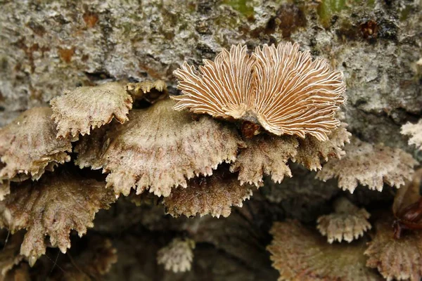 Szenischer Blick Auf Die Unterwasserwelt — Stockfoto