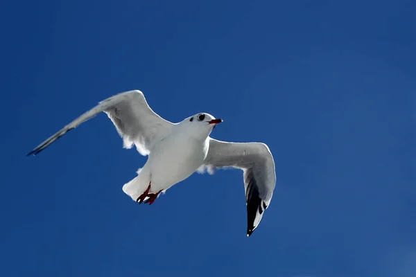 Vista Panorâmica Belas Aves Gaivotas Natureza — Fotografia de Stock