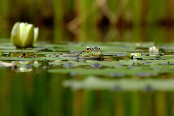 Close Uitzicht Mooie Waterlelie — Stockfoto