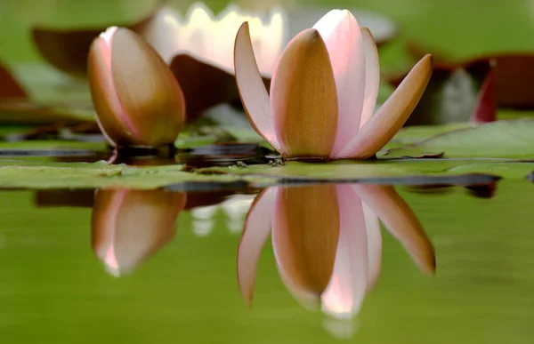 Closeup View Beautiful Water Lily — Stock Photo, Image