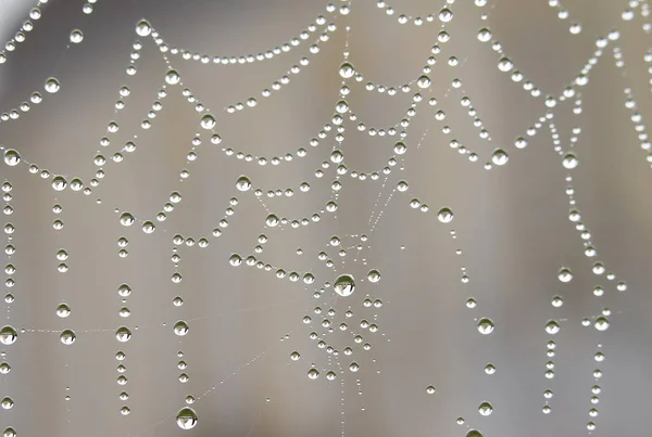 Teia Aranha Com Gotas Orvalho Igreja Centro — Fotografia de Stock