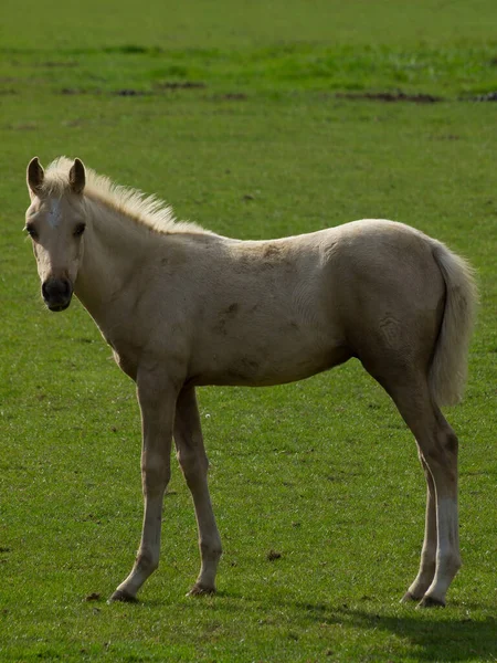 Caballos Paddock —  Fotos de Stock