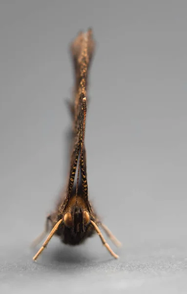 Fotografía Estudio Con Primer Plano Frontal Una Mariposa Espalda Gris — Foto de Stock