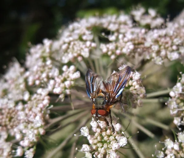 Fly Wild Carrot Flower Sunny Ambiance — Stock Photo, Image