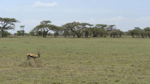 Thompson Gazelle Tanzânia África — Fotografia de Stock