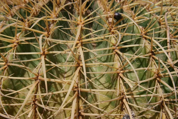 Тропическое Растение Ботаника Кактус — стоковое фото