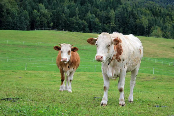 Domestic Cattle Pasture — Stock Photo, Image