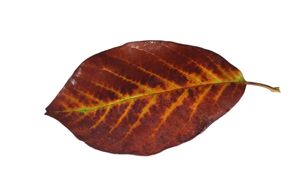 Uvolněný List Magnólie Jemnými Žilkami Hnědých Podzimních Barvách — Stock fotografie