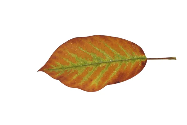 Isoliertes Magnolienblatt Mit Feinen Adern Brauner Herbstfärbung — Stockfoto
