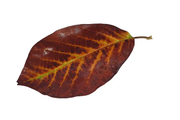 Freed Magnolia Leaf Fine Veins Brown Autumn Colors — Stock Photo, Image
