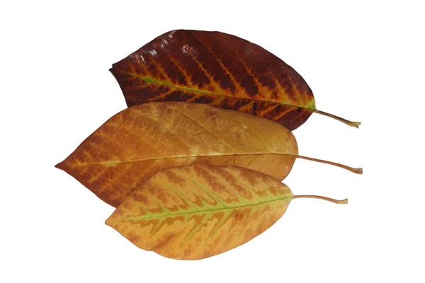 Cropped Magnolia Leaves Fine Veins Green Yellow Brown Autumn — Stock Photo, Image