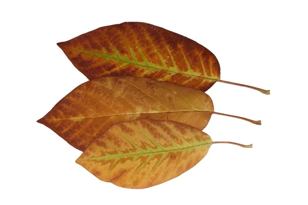 Cropped Magnolia Leaves Fine Veins Green Yellow Brown Autumn — Stock Photo, Image