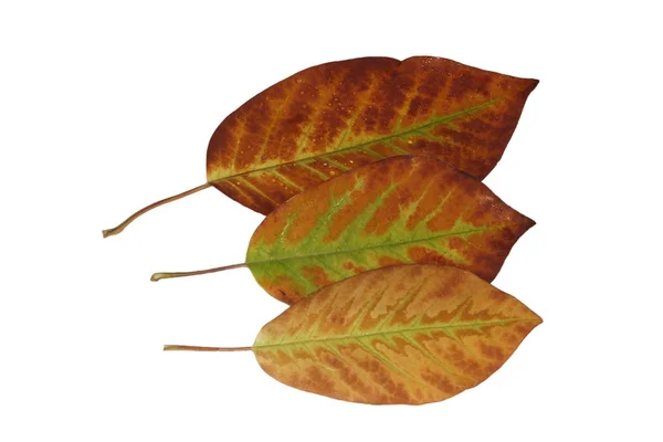 Liberated Magnolia Leaves Fine Leaf Veins Green Yellow Brown Autumn — Stock Photo, Image