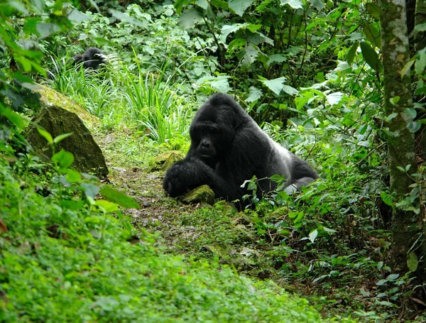 Gorilles Montagne Dans Forêt Nuageuse Ouganda Afrique — Photo