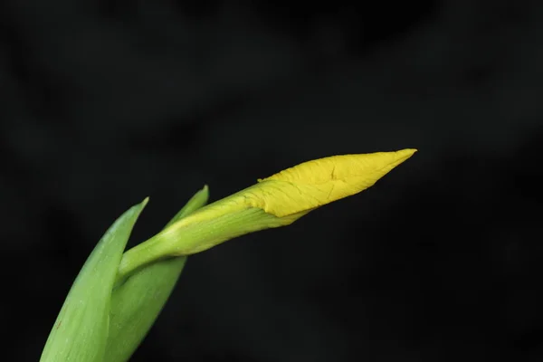 Nénuphar Fleurs Étang Flore Dans Nature — Photo