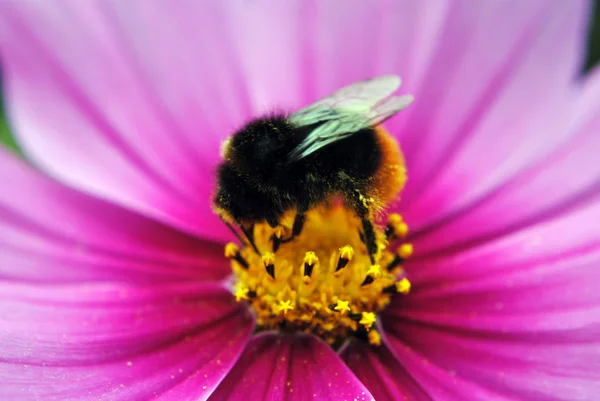 Close Uitzicht Mooie Hommel Insect — Stockfoto