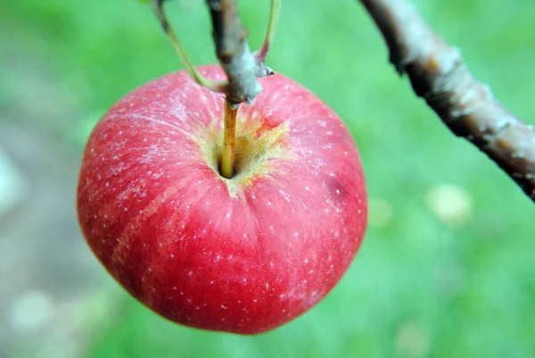 Ungekochtes Vegetarisches Essen Selektiver Fokus — Stockfoto