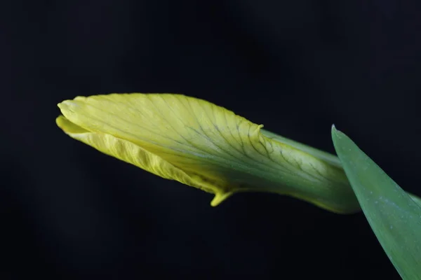 Krásný Botanický Záběr Přírodní Tapety — Stock fotografie