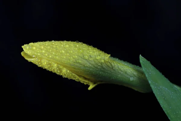 Leknín Rybník Květiny Flóra Přírodě — Stock fotografie