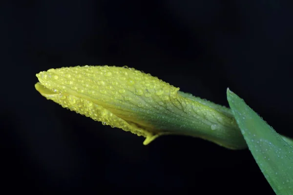 Красивий Ботанічний Знімок Натуральні Шпалери — стокове фото