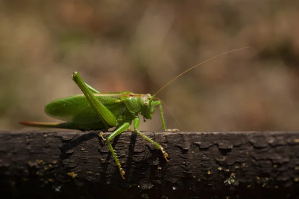 Sprinkhaneninsect Ongewervelde Bidwants — Stockfoto