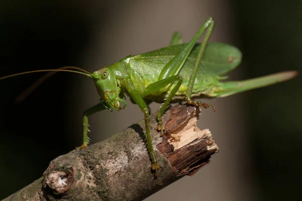 Detailní Makro Pohled Kobylku Hmyzu — Stock fotografie