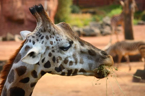 Girafe Haute Animal Africain — Photo