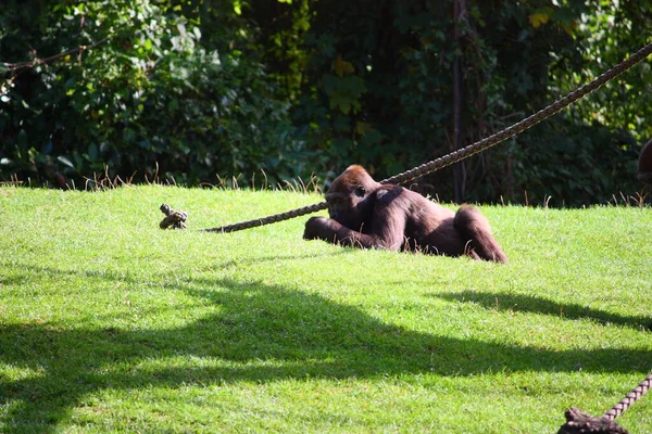 Scimmie Allo Zoo — Foto Stock