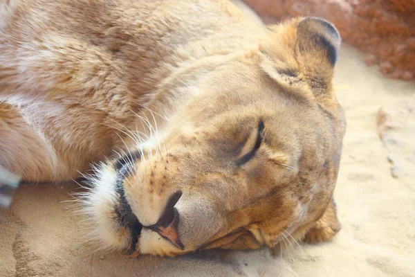 Savannah Yaban Kedisi Dişi Yırtıcı Kedi — Stok fotoğraf