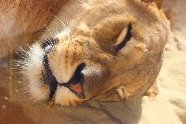 Savannah Yaban Kedisi Dişi Yırtıcı Kedi — Stok fotoğraf