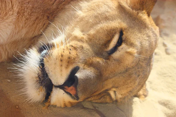 Savannah Yaban Kedisi Dişi Yırtıcı Kedi — Stok fotoğraf