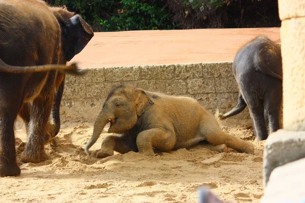 Słoń Zwierzę Afrykańskie — Zdjęcie stockowe