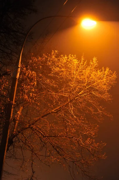 Sílhueta Árvore Escura Com Raios Luz — Fotografia de Stock