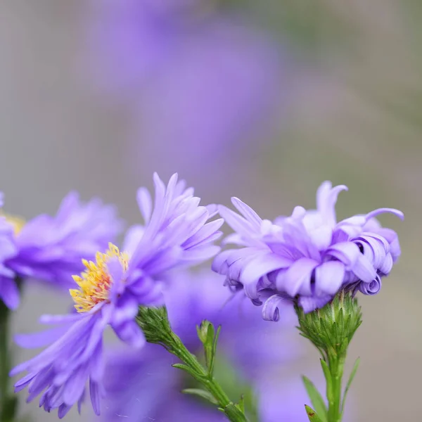 Sommerflora Blüten Und Botanikkonzept — Stockfoto