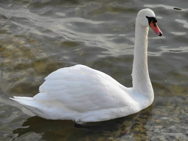 Fehér Hattyú Vízben Lettországban — Stock Fotó