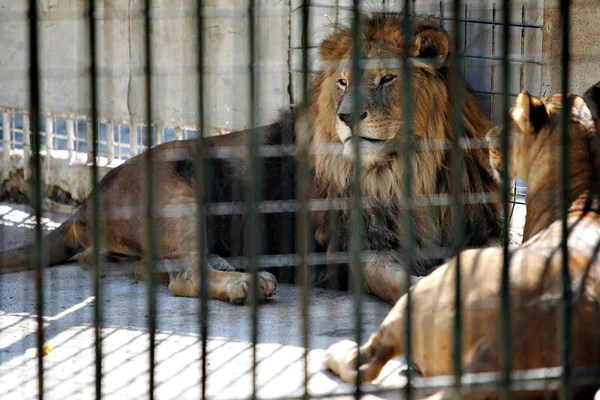 两只狮子被画在动物园的一个圈子里 — 图库照片
