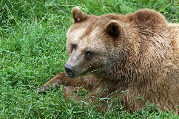 茶色のクマの動物 グリズリー ロイヤリティフリーのストック画像