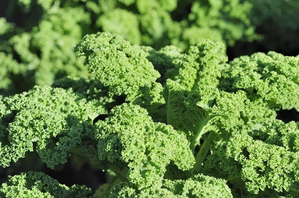 Zielone Brokuły Wegetariańska Żywność Roślinna — Zdjęcie stockowe
