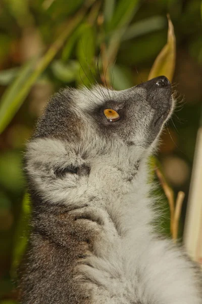 Maki Apa Lemur Catta — Stockfoto