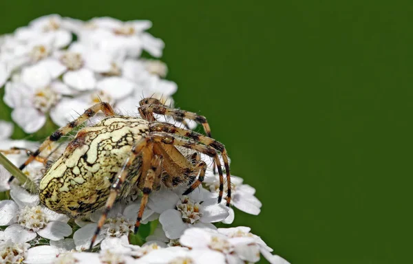 Nahaufnahme Von Wanzen Der Wilden Natur — Stockfoto